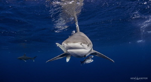 Pair of Oceanic Whitetip Sharks near Cat Island Bahamas. ... by Ken Kiefer 